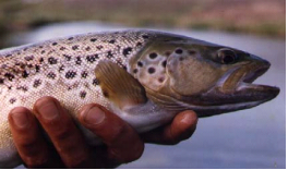 fish2
